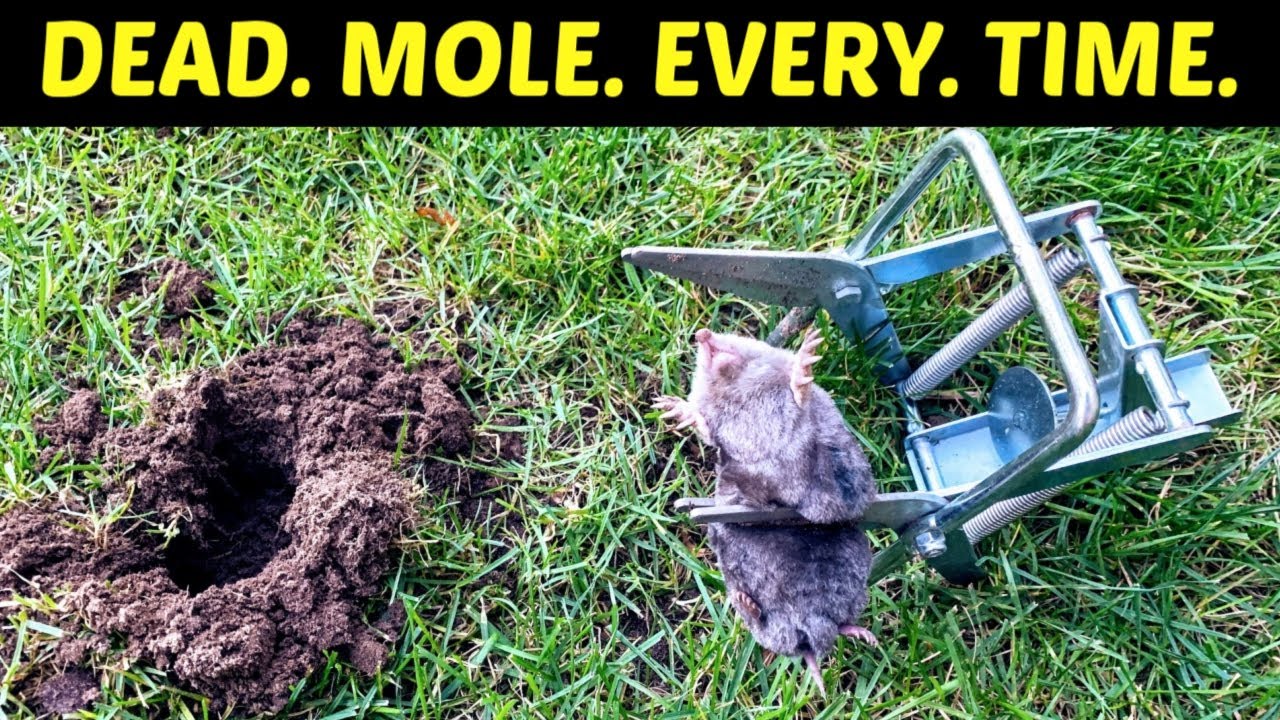 How To Kill Moles. Effective, Lethal Results.  Use A Scissor Trap To Get Rid Of Moles In Your Yard.