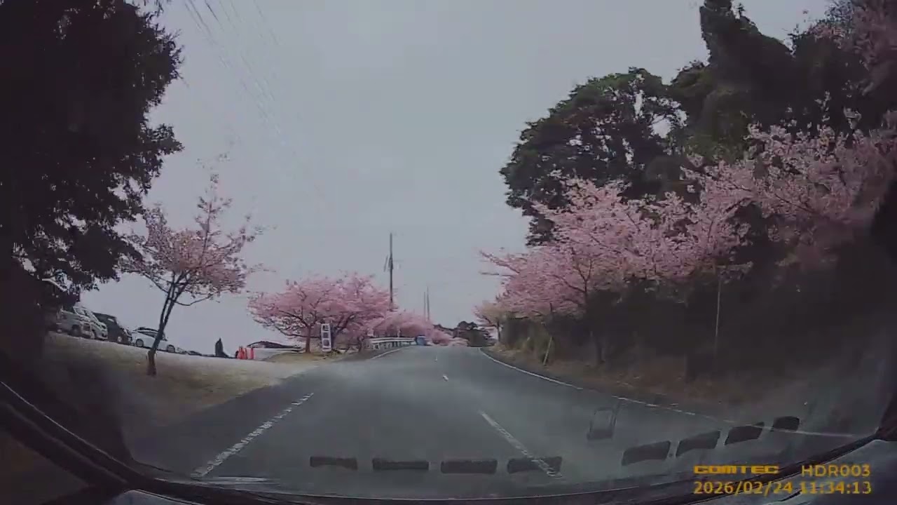 四浦半島河津桜まつり