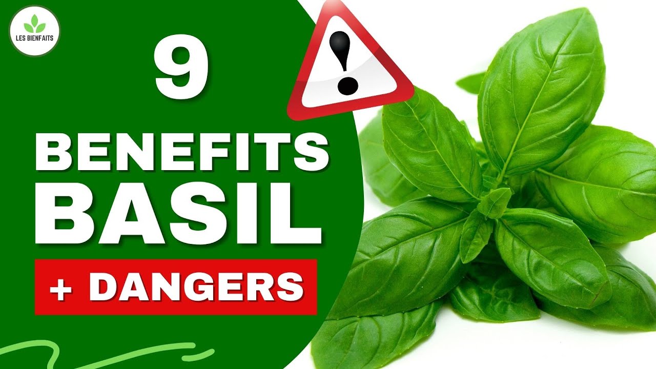 HOLY BASIL BENEFITS AND DANGERS