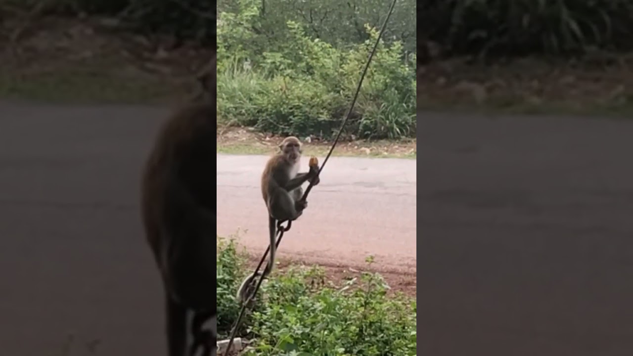 Feeding Hungry Wild Monkey In The Evening