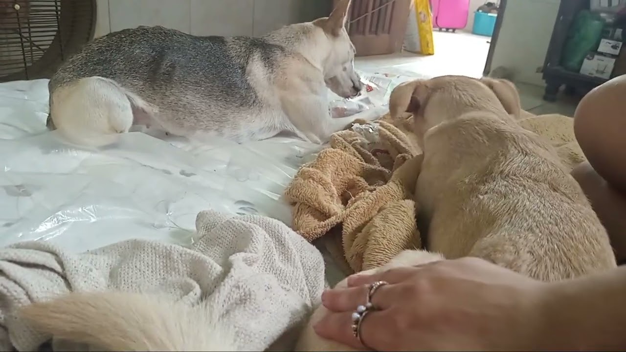 Lutando pelo precioso pote de amendoim kkkk