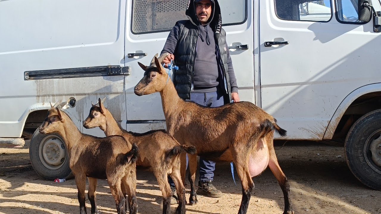 سوق الماعز : أثمنة المعزات الوالدات والضارات والجديان في سوق أحد فاس 20/4/2025 مع 📞 فرجة ممتعة