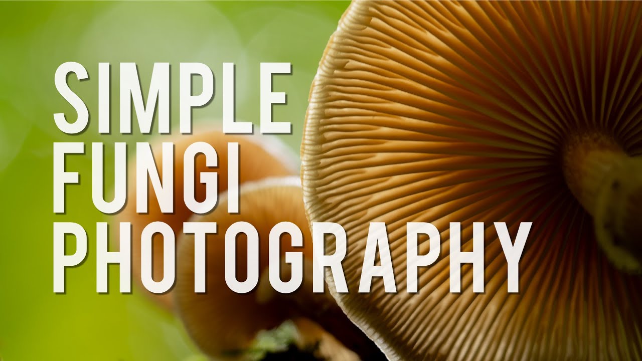 Capture STUNNING Fungi Photos with Ease! 🍄