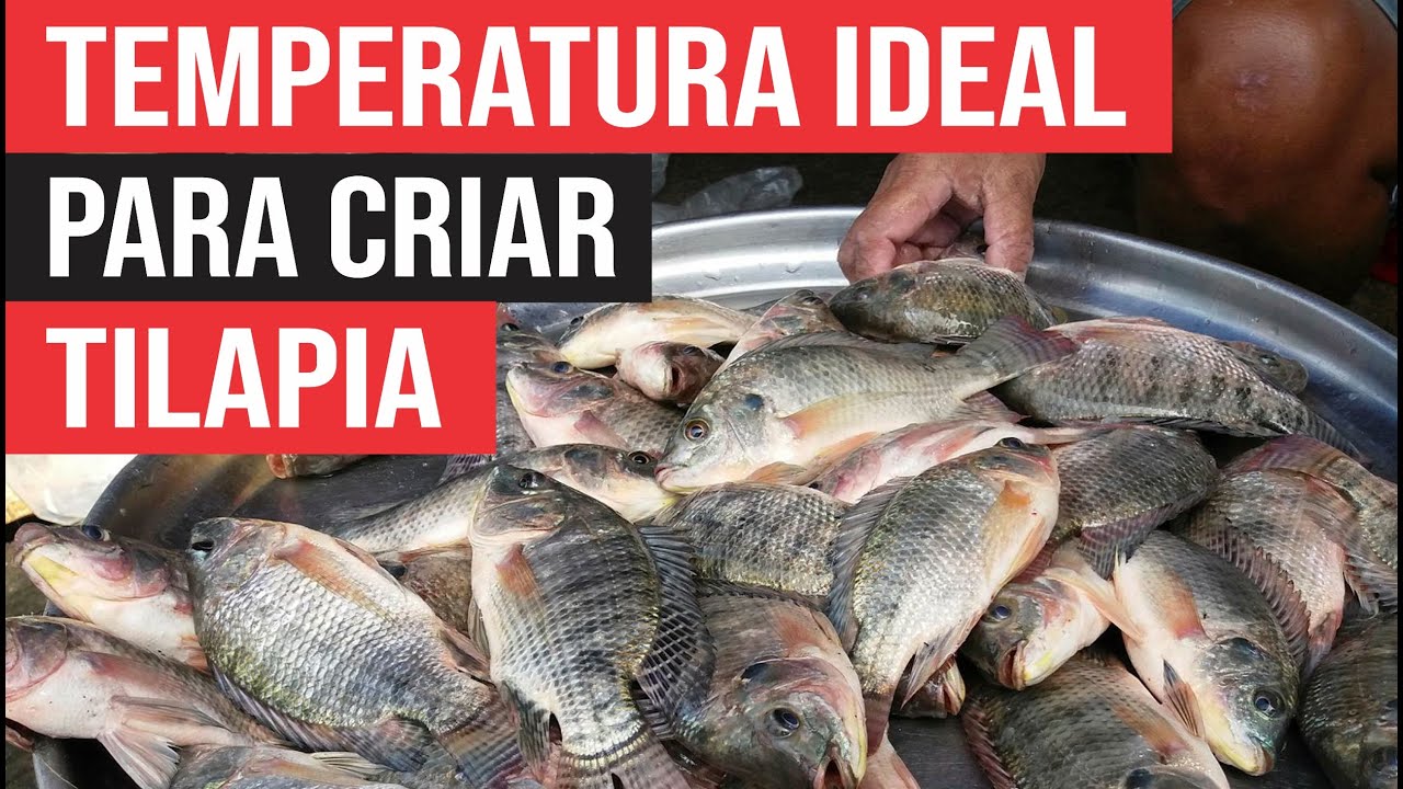 Qual a Temperatura Ideal para criar Tilápia