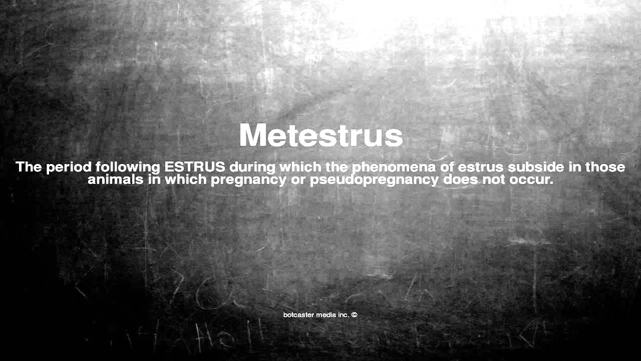 Medical vocabulary: What does Metestrus mean