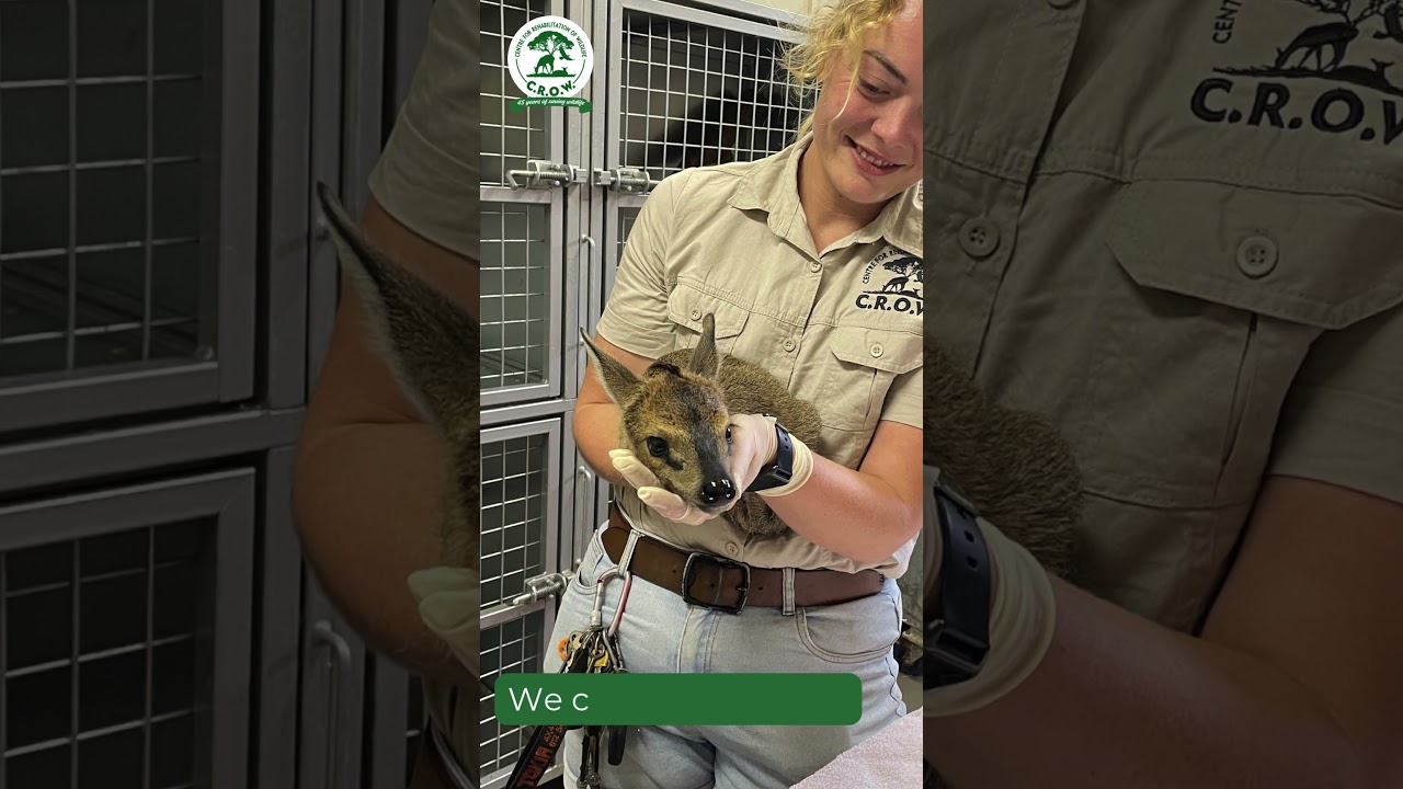 Bambi&rsquo;s Rescue 🦌 | Baby Duiker Saved from Illegal Wildlife Trade in South Africa #wildliferescue
