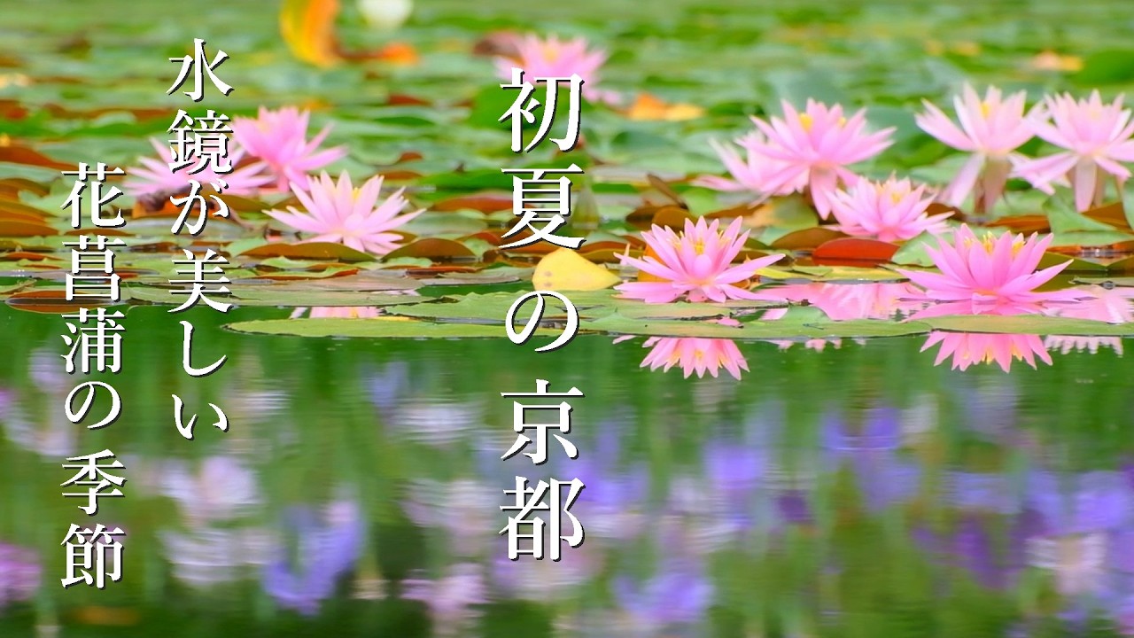 京都花菖蒲めぐり6選