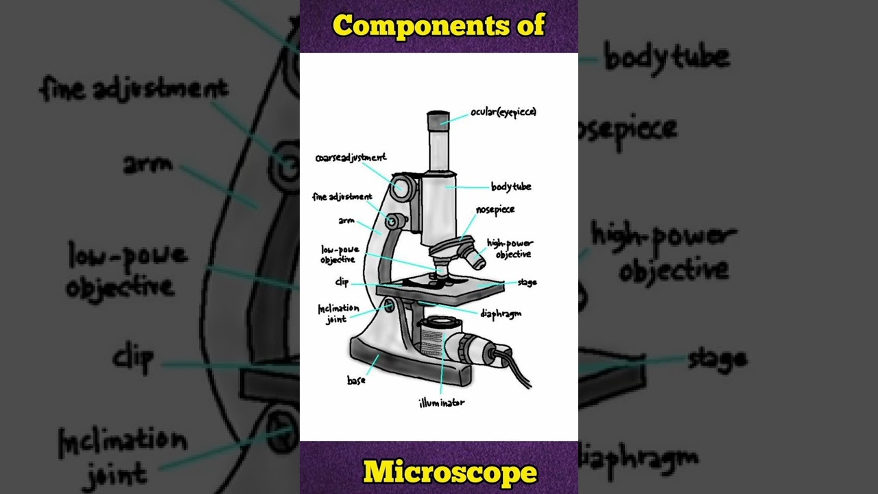 Components of microscope || Microscope components || #shorts #youtubeshorts #shortsfeed