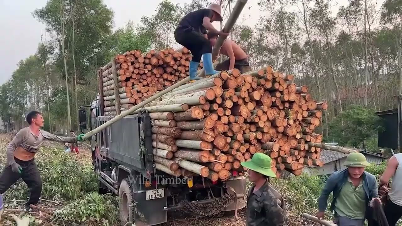 How Vietnamese Craftsmen Produce Export Quality Plywood  Inside a Wood Factory