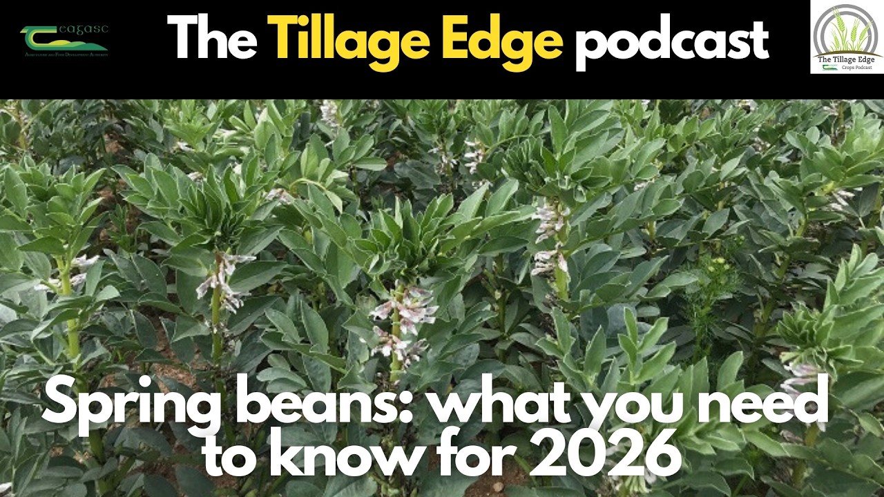 Spring beans – what you need to know for 2026