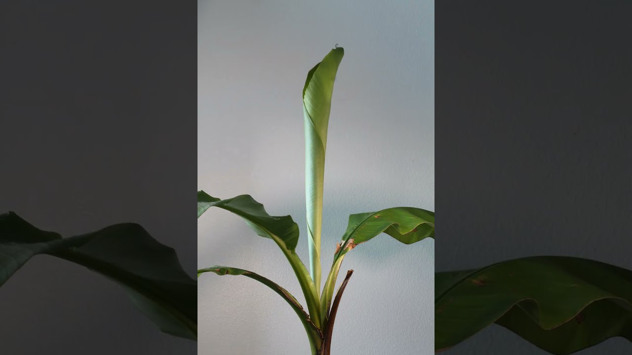 Timelapse of banana tree growing new leaf