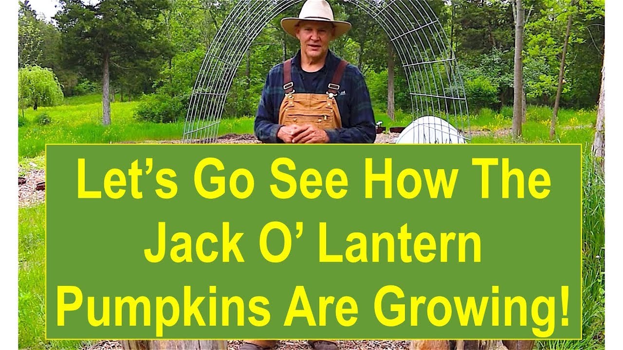 Early-Summer Garden Update: Let's Go See How the Jack O' Lantern Pumpkins are Growing!