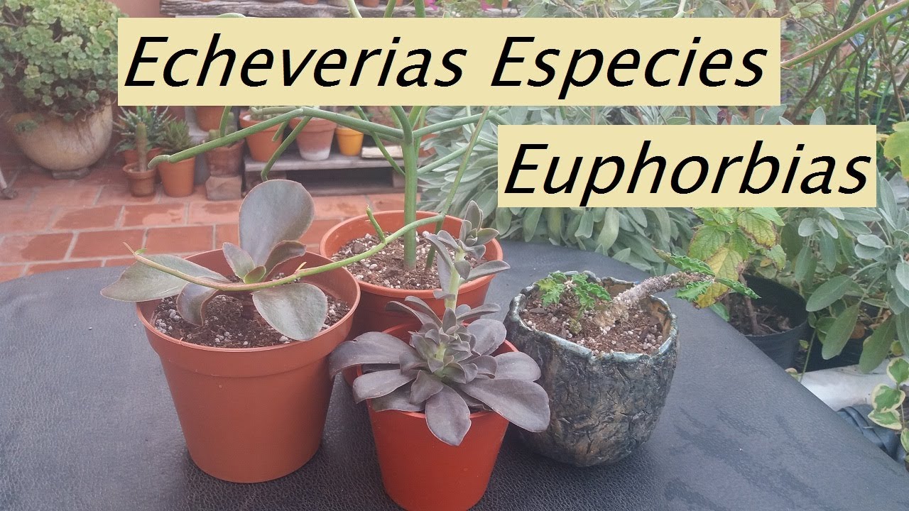 Echeveria Especie Pura. Euphorbia Decaryi #cactusysuculentas #echeverias #lasplantasdegeral #jardin