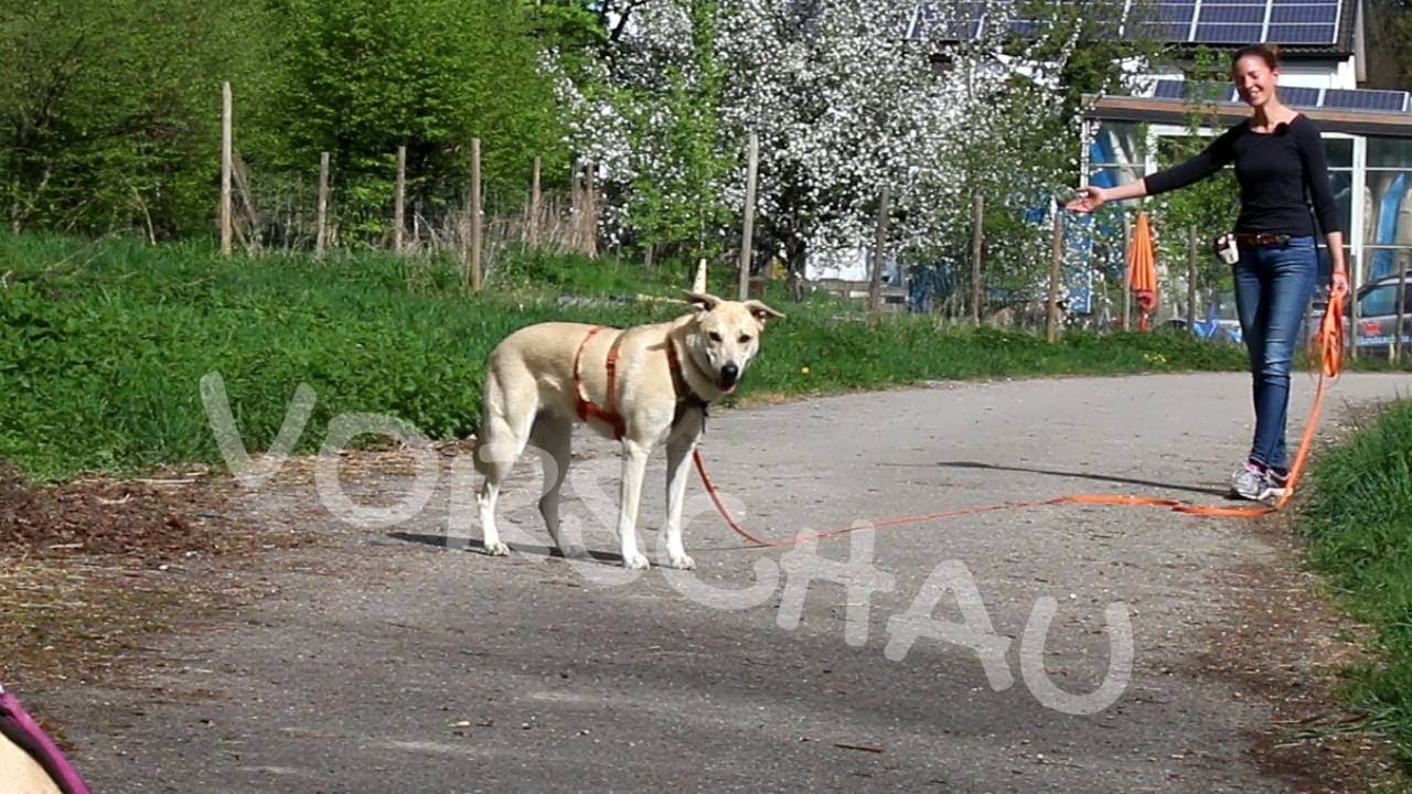 Abrufen unter Ablenkung: Andere Hunde (Vorschau)