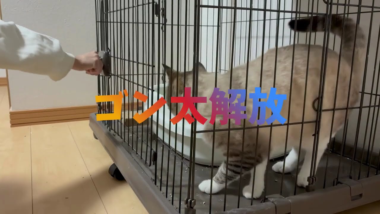 [ゴン太日記⑦]ゴン太解放🐾