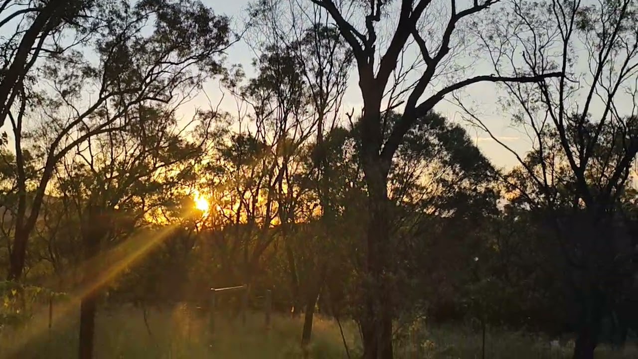 Good evening from the ancient forest 