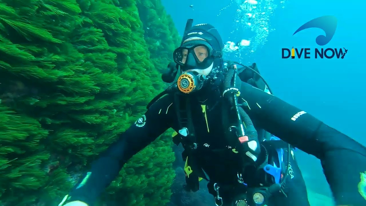 Try Scuba diving at the Best Dive Sites at the Poor Knights Islands, New Zealand with Dive Now.
