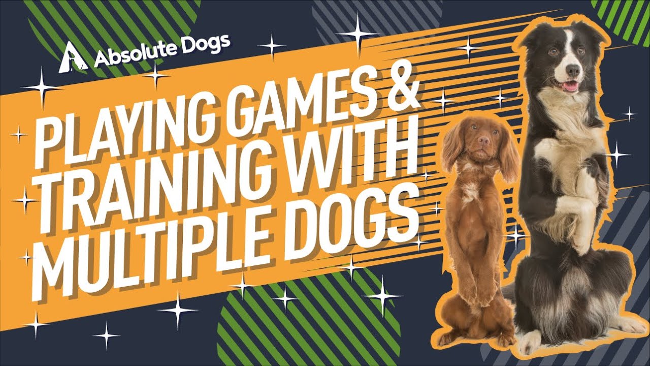 Playing Games and Training with Multiple Dogs