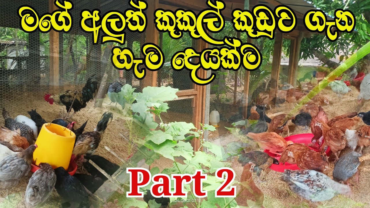 Things to consider when making a chicken coop and my new chicken coop | Part 2 |  RV Fancy Bird