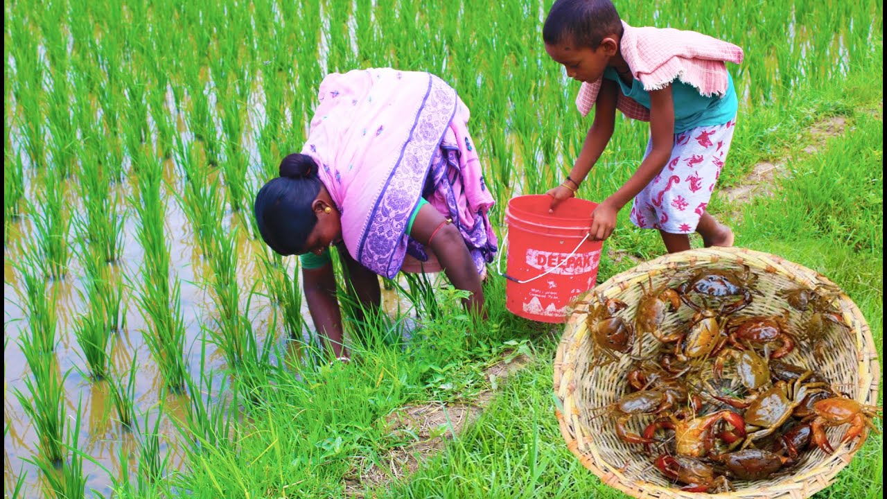Rice field crab catching and cooking in village || crab recipe || tribe cooking