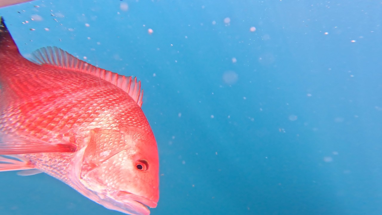Atlantic Red Snapper Season Where To Go and How to Catch Snapper