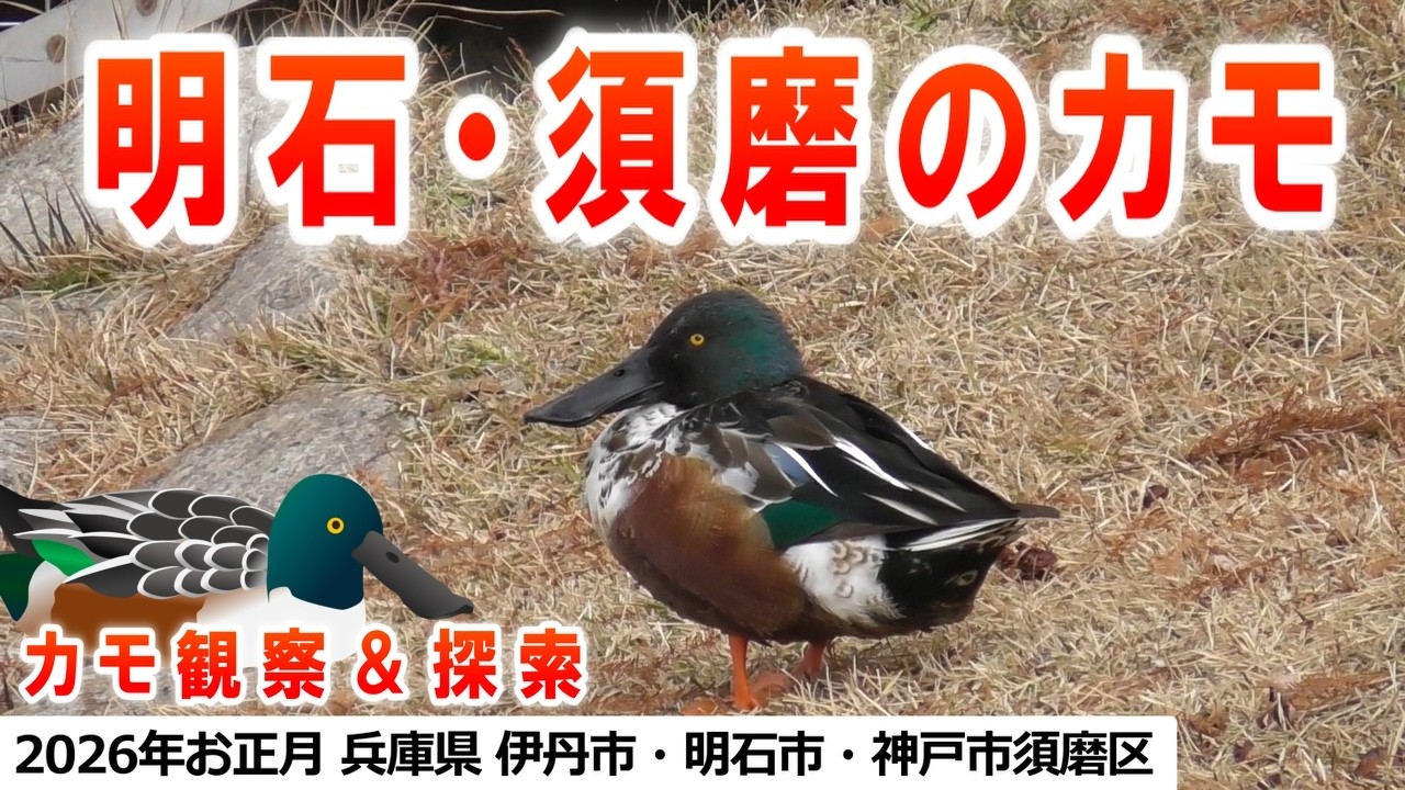 2026年1月お正月 カモウォッチング＆カモ探索 in 昆陽池・明石・須磨他（ハシビロガモ、カルガモ、オナガガモ、ヒドリガモ、マガモ、ユリカモメ、ホシハジロ、ヌートリア、ハトほか）