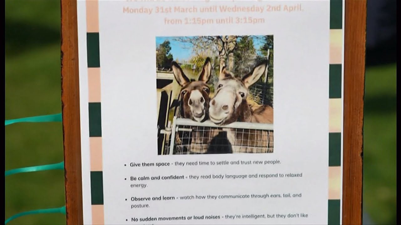 Donkey tails - two used for land preservation and therapy for children (UK) 4/Apr/2025
