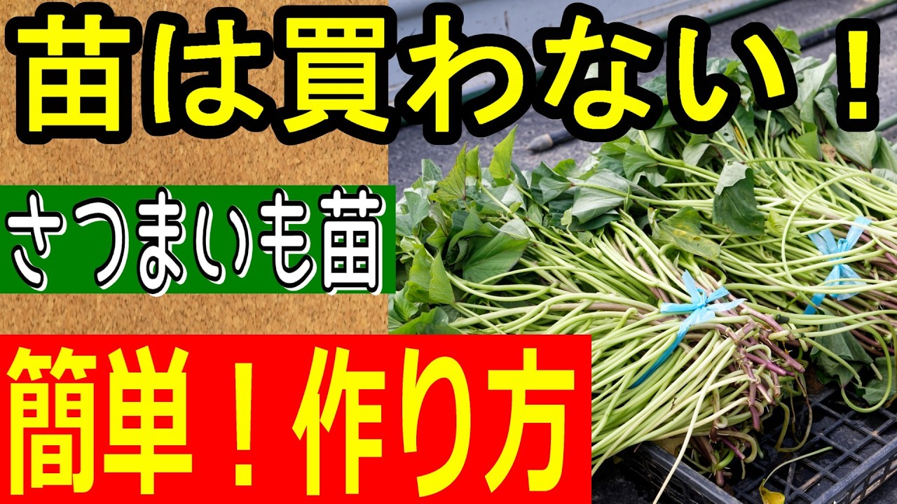 【簡単！】さつまいも苗の作り方を教えます！