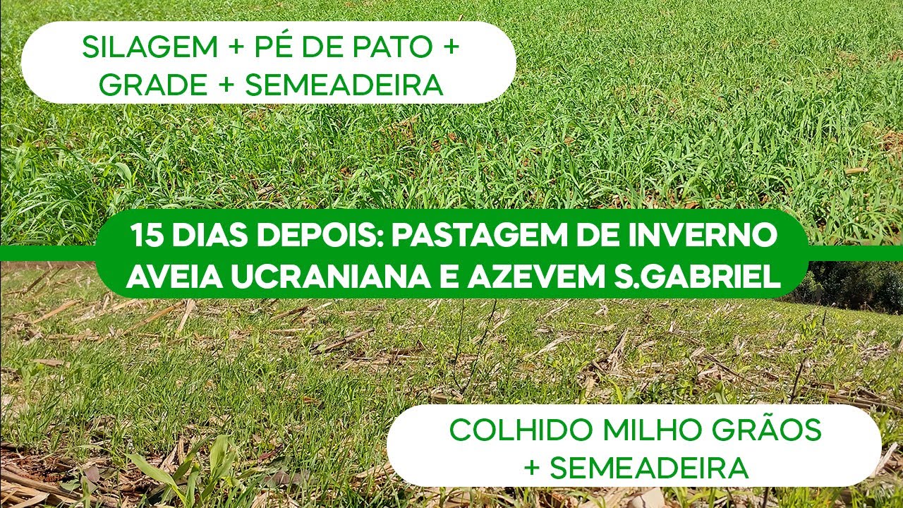 30 e 15 Dias depois do Plantio: Pastagem de Inverno – Aveia Ucraniana E Azevem S.Gabriel (v.147)
