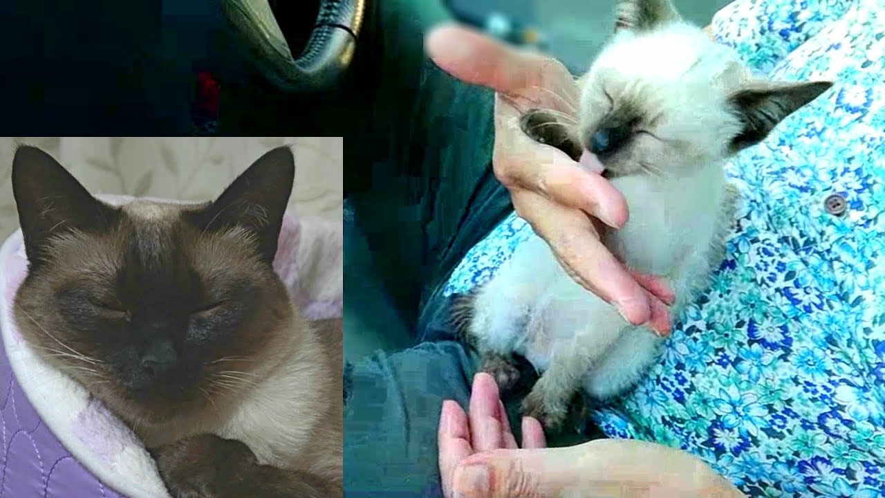 車の中で甘え捲る保護当時の赤ちゃん(シャムエ🐈)