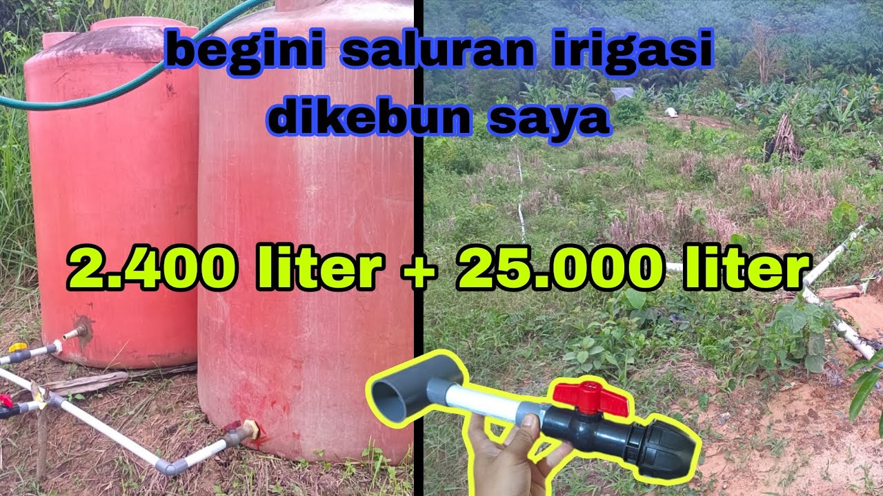 Begini cara saya pasang saluran air irigasi durian dan alpukat 