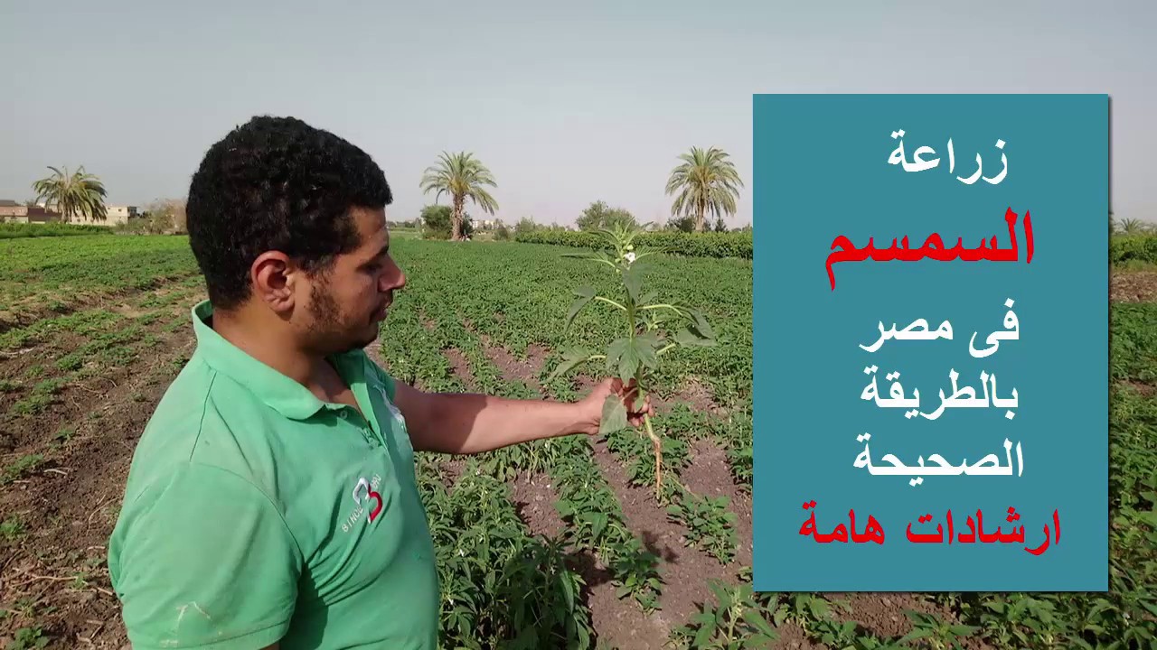 زراعة السمسم فى مصر بالطريقة الصحيحة ارشادات هامة