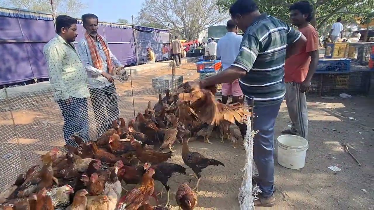 Chikka tirupati ( part 2 ) bangalore 563160.                       #bangalore #goat #karnataka