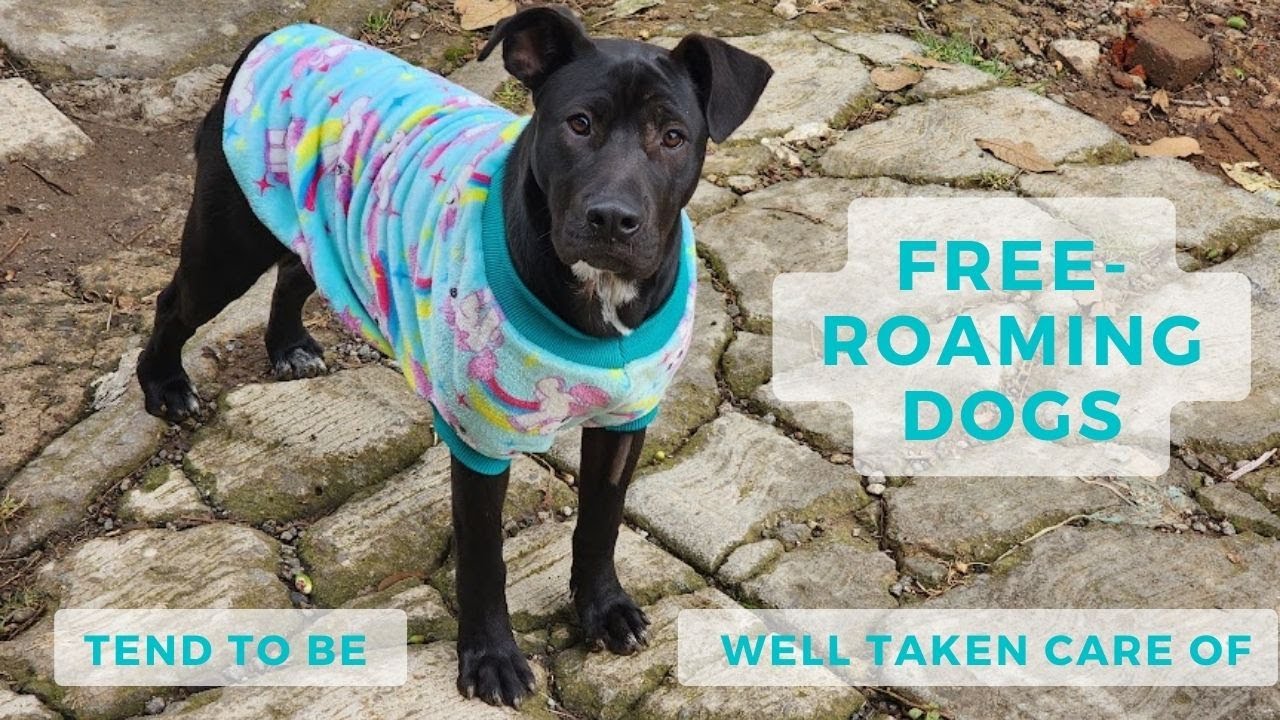 The new kid in town is wearing a sweater or: free-roaming dogs tend to be well taken care of