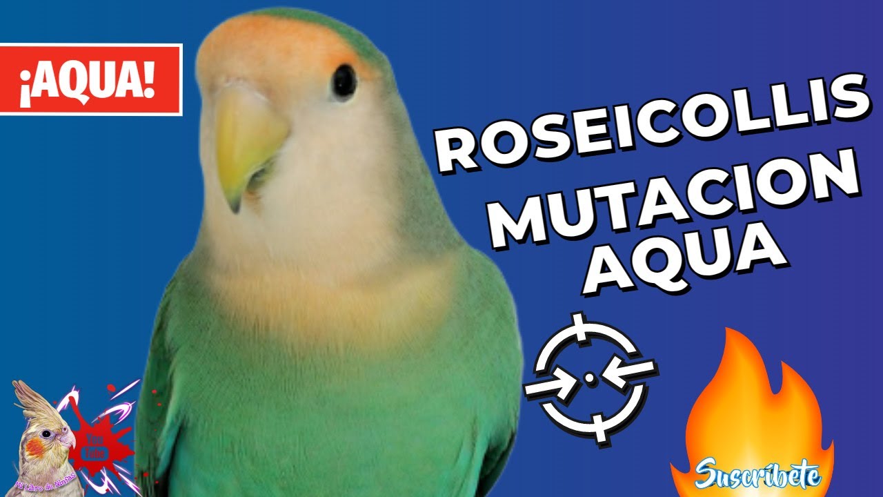 Genética y Roseicollis: ¿Qué hace que la mutación Aqua sea tan especial?