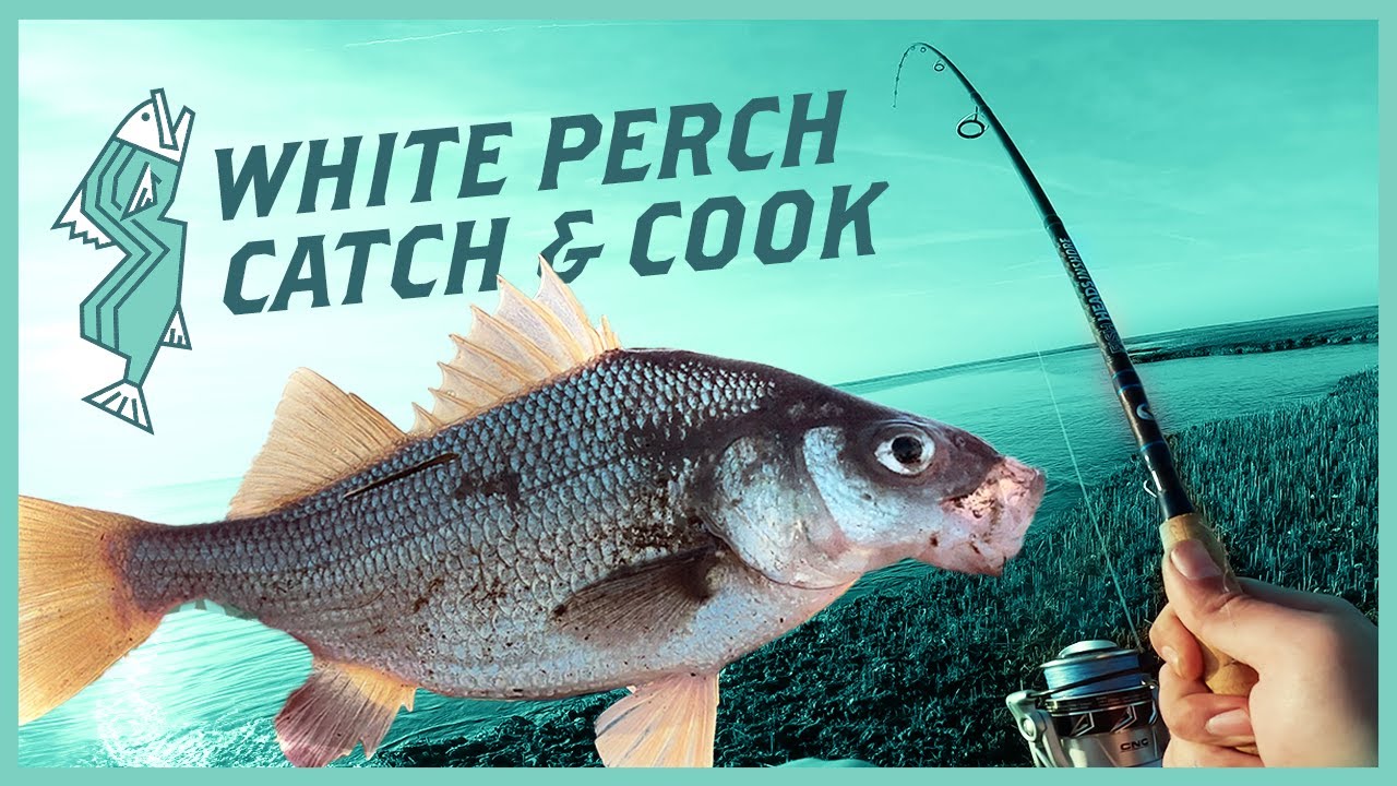 Early Season Striper and White Perch Fishing | NJ Saltwater Fishing