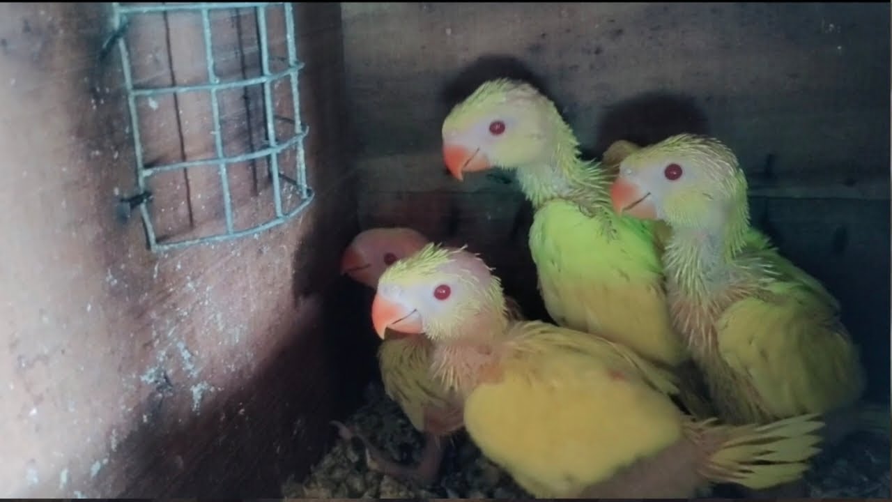 Ringneck parrot box se bahir nikal liye