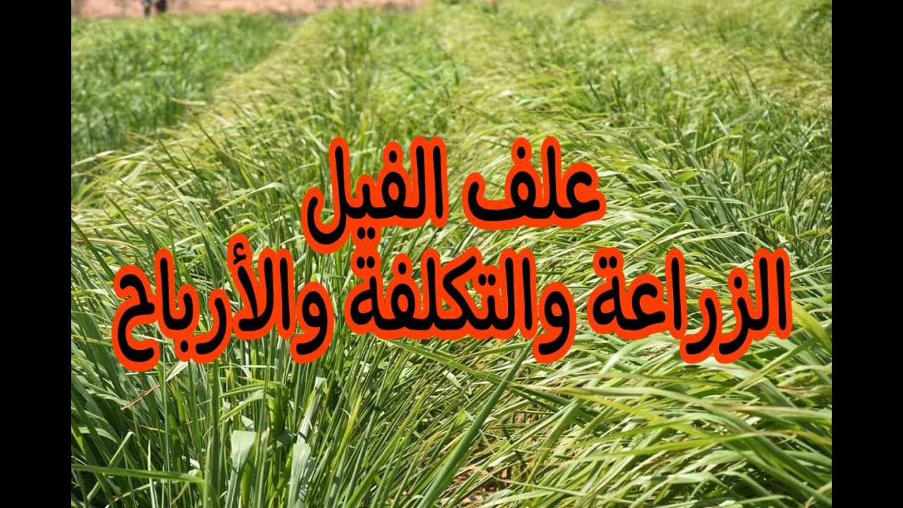 زراعة علف الفيل لتغذية المواشي