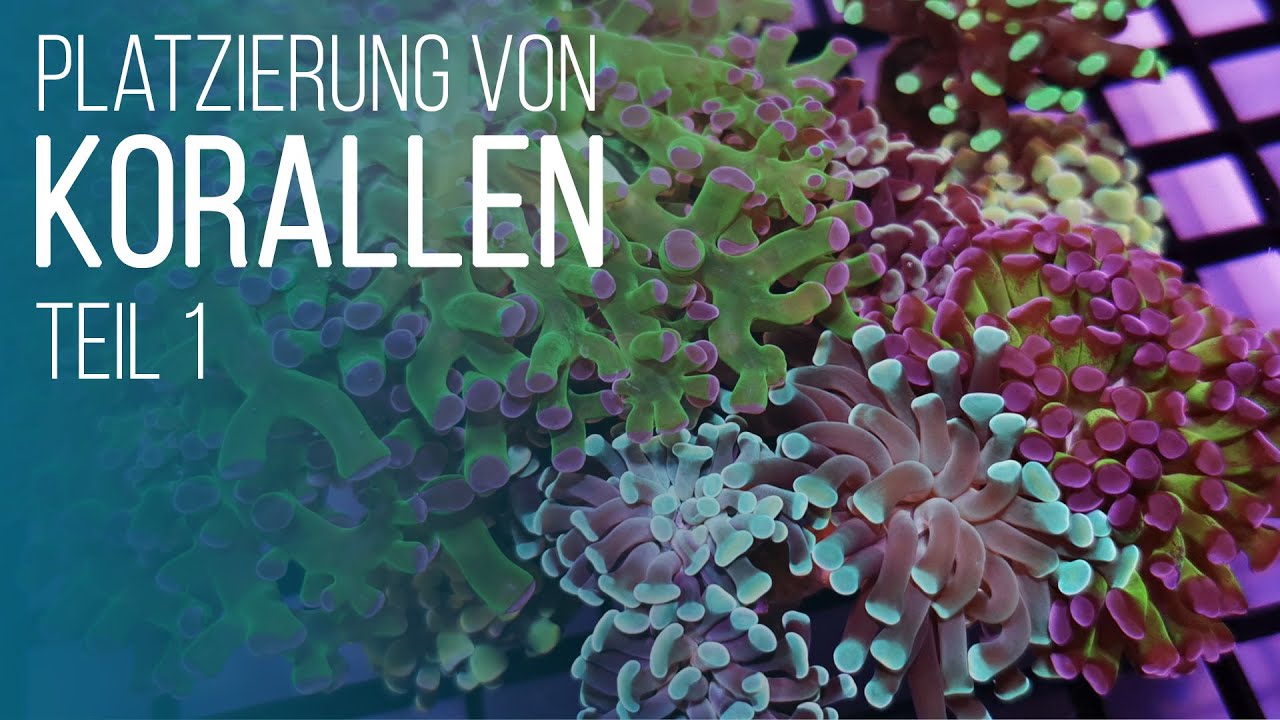 HOW-TO: Korallen richtig platzieren: Verträglichkeit & Erste Hilfe bei Vernesselungen