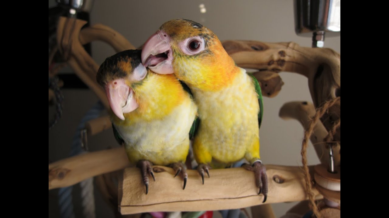 15 week old White Bellied Caique Babies  --  Muffin and Buddy