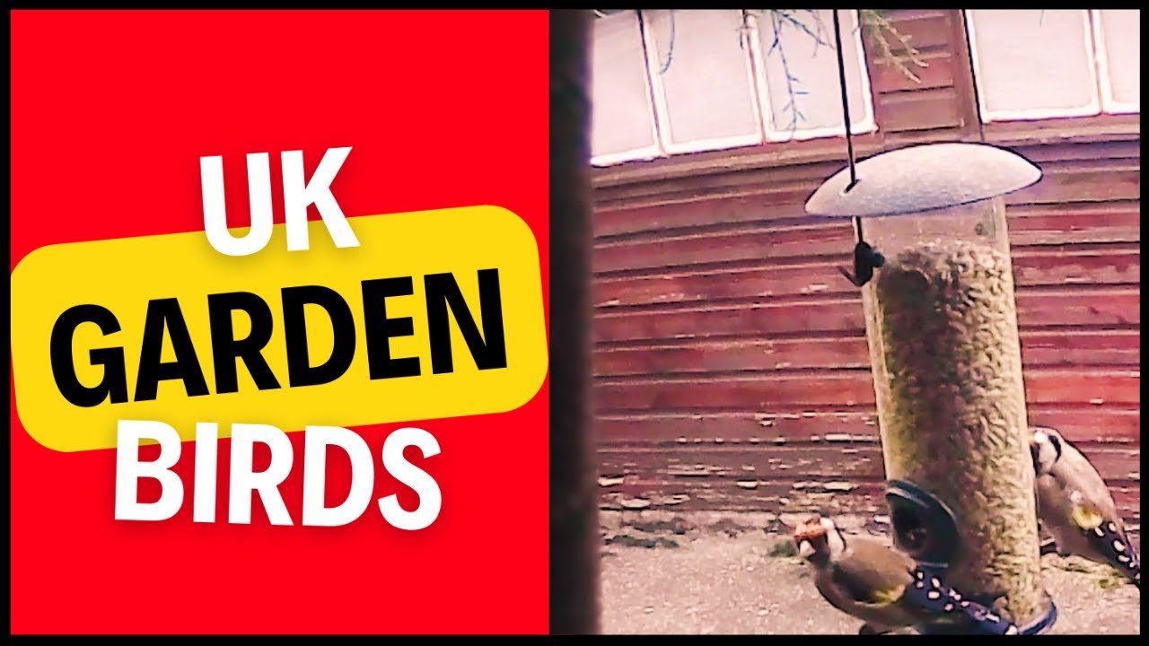 Stunning UK Garden Birds: Goldfinches and Blue Tits in Action!