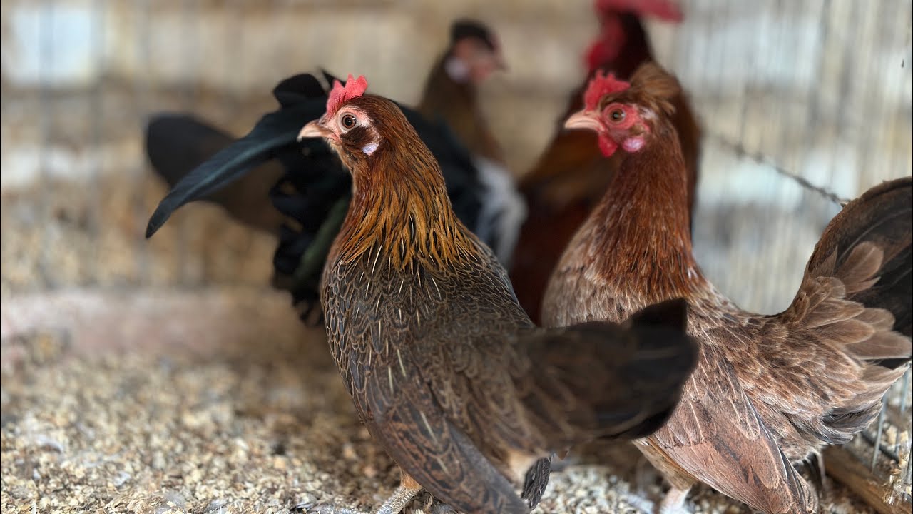 🔥 Complementos y Alimentación Precisa para Mis Kikirikis de Expo 🐓💪