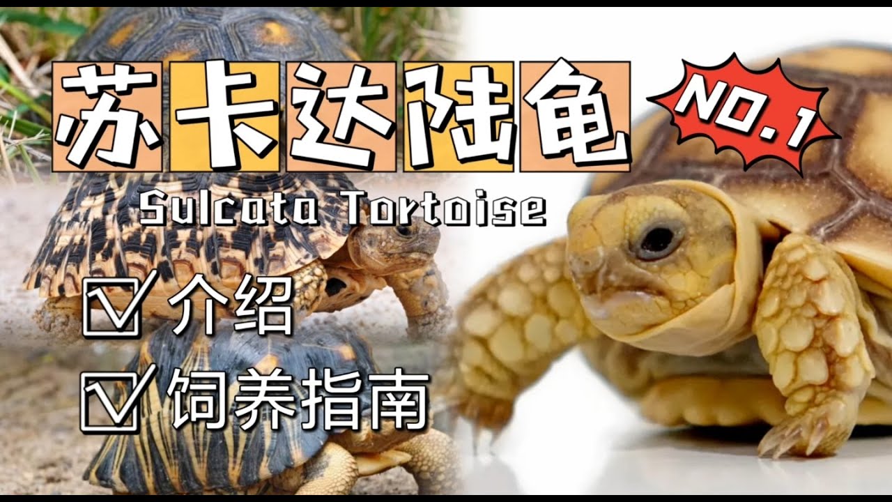 苏卡达陆龟原生环境介绍与饲养指南 | 新手推荐