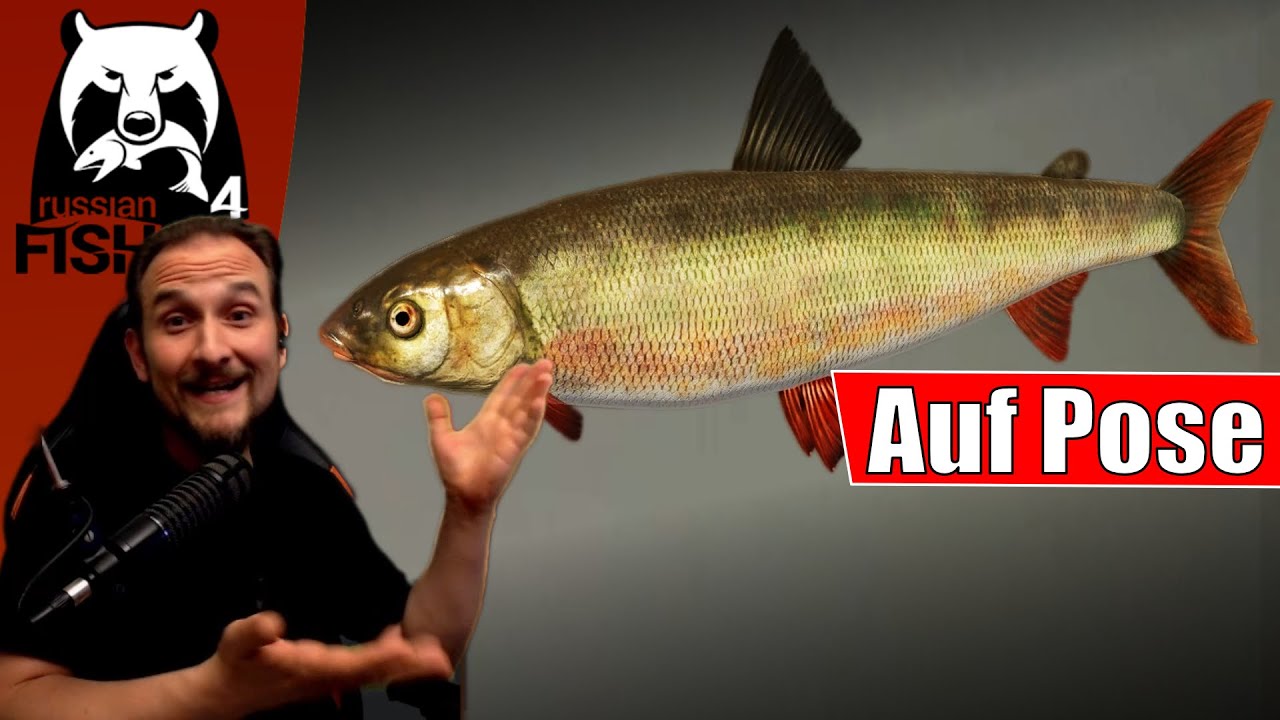 Russian Fishing 4 - Tunguska - Äsche und Prosopium