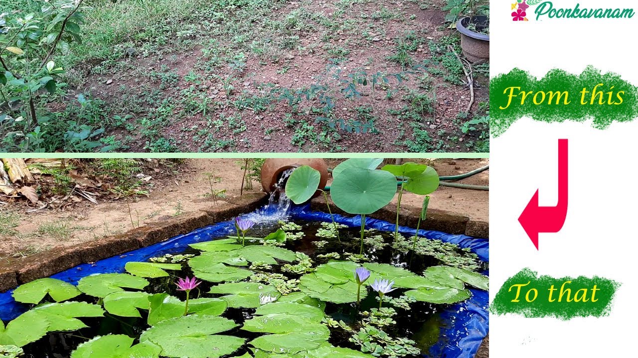 DIY Low Budget Waterlily Pond