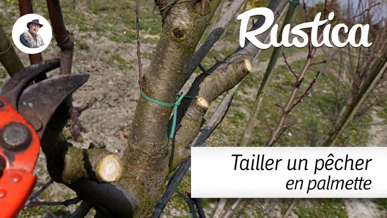 Réussir la taille du pêcher en palmette