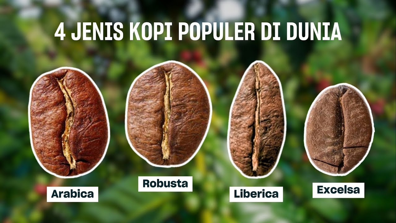 MARI MENGENAL 4 JENIS KOPI POPULER DI DUNIA!