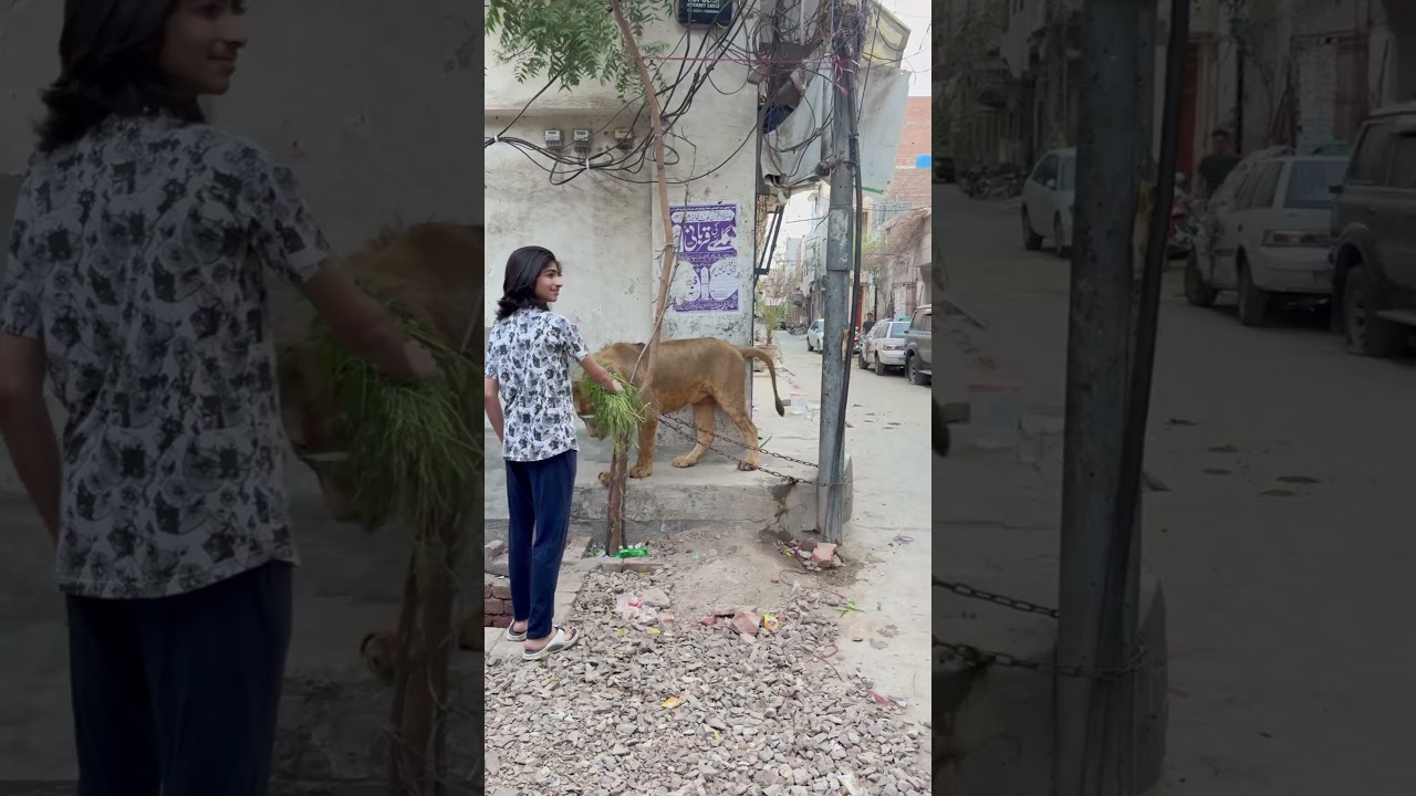 Shair ko pathy dal dya🤣 qurbani2025❤️#cow #ytshorts #animals #lion #qurbani #bakraeid #lion #bakra