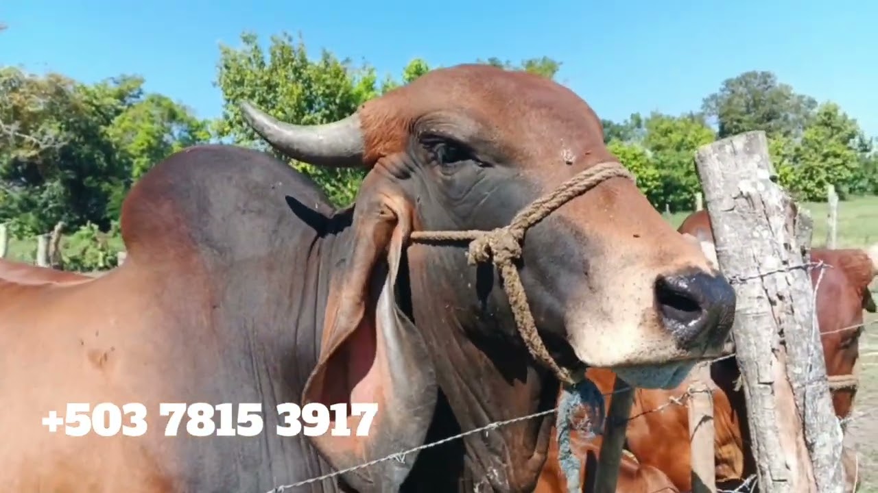 Indubrasil Brahman Rojo o Encaste en la Finca del Patechucho | El Salvador en el Campo