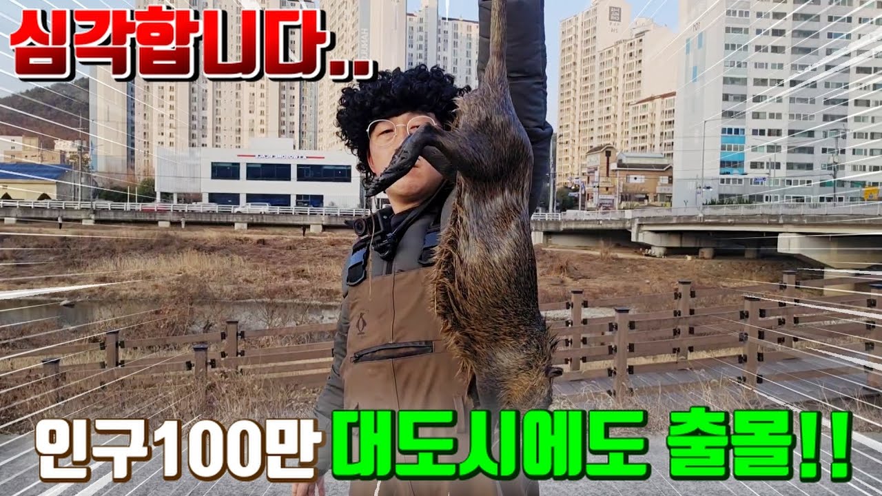 생태계교란종 괴물쥐 뉴트리아가 대도시 하천에도 나오네요.. 당장 잡아서 맛있게 먹어보자